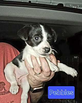 Photo of Pebbles #image