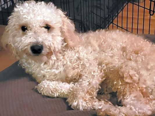 Photo of Peanut #image