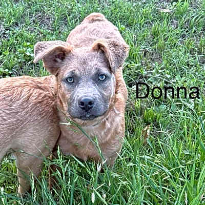Photo of Donna KA #image