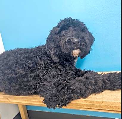 Photo of Bailey #image