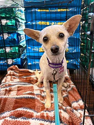 Photo of Sandy #image