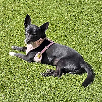 Photo of Odie #image
