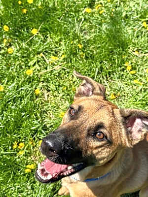 Photo of Rocky #image