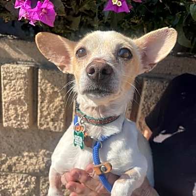 Photo of Benji 2 #image