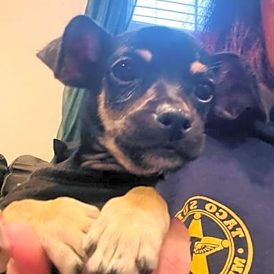 Photo of Pup Tart #image
