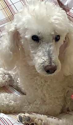 Photo of Remy #image