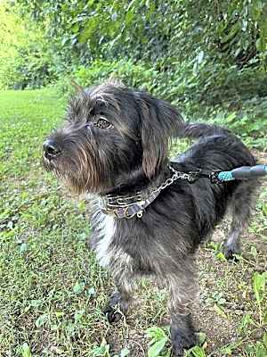 Photo of HARRISON (OWNER PLACEMENT ONLY--EMAIL OWNER) #image