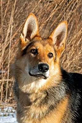 Photo of Molly #image
