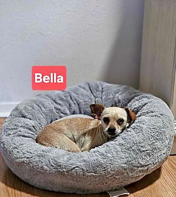 Photo of Bella #image