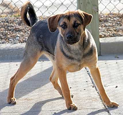 Photo of Dallas #image
