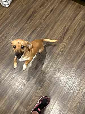 Photo of Maple #image