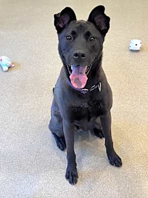 Photo of Bubba #image