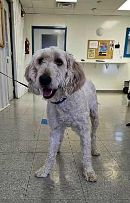 Photo of Tootsie #image