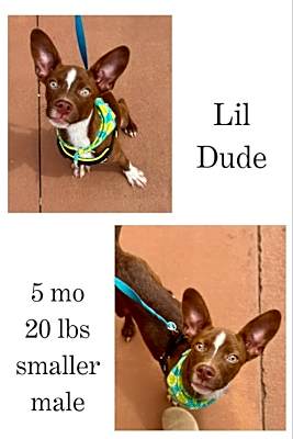 Photo of Lil Dude #image