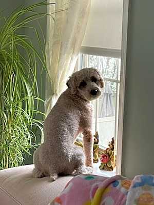 Photo of Finn #image