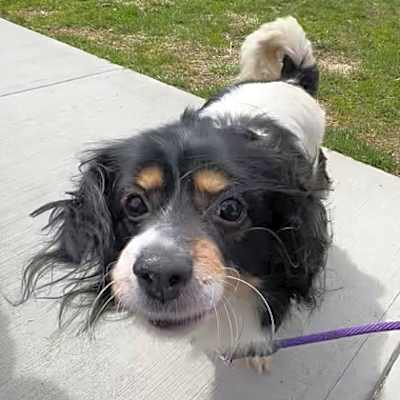 Photo of Oreo #image