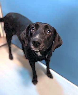 Photo of MILLIE #image