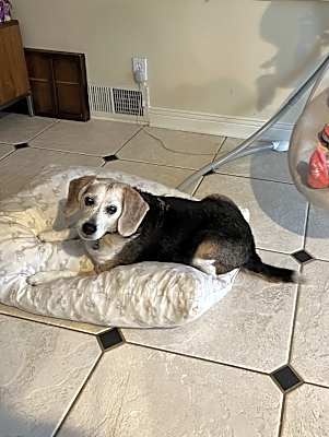 Photo of Riley #image