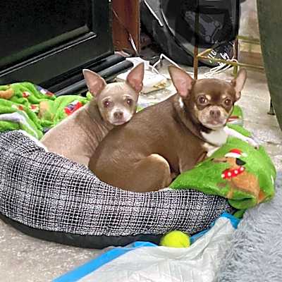 Photo of KoKo & Angel  #image