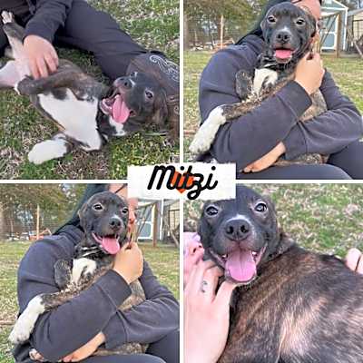 Photo of Mitzi #image