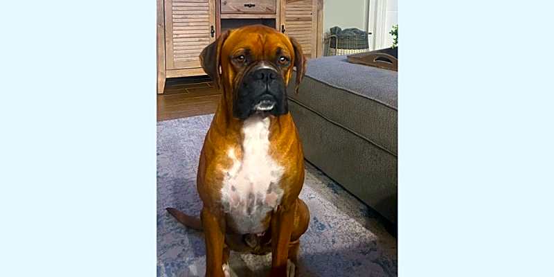 Photo of Champ III #image