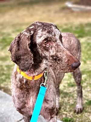 Photo of Bedelia #image