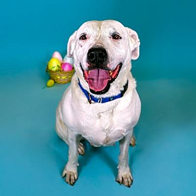 Photo of Snowball #image