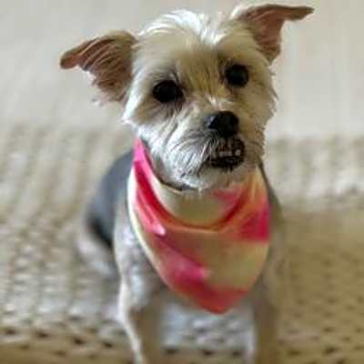 Photo of Willow #image