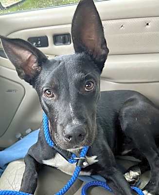 Photo of Bojangles #image
