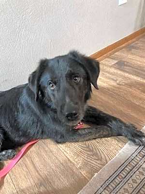Photo of Olive #image