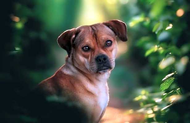 Photo of Penny #image