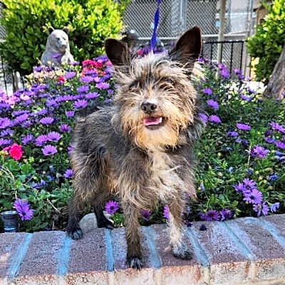 Photo of Dudley #image