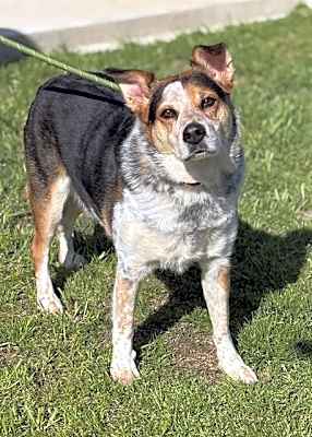 Photo of *BENNY #image