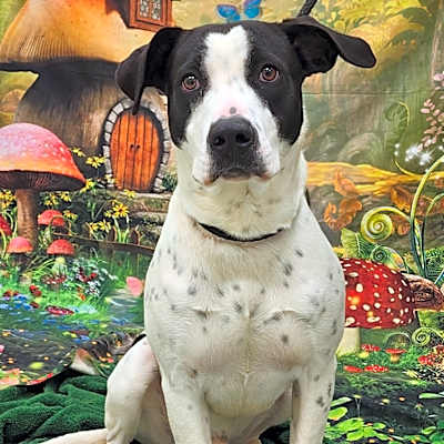 Photo of Harvey #image