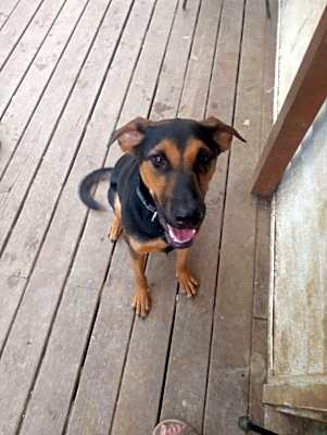Photo of RUFUS #image