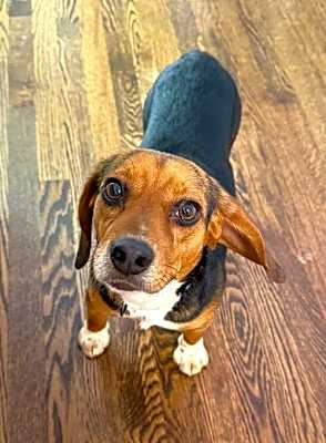 Photo of AJ - ADOPTION PENDING!!! #image