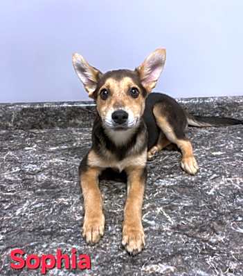 Photo of Sophia #image