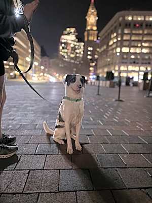 Photo of Pongo -MA #image