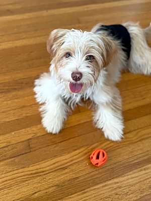 Photo of Blue is a sweet puppy #image