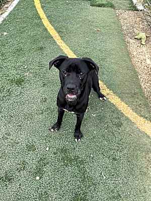 Photo of Indy #image