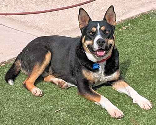 Photo of Rocky #image
