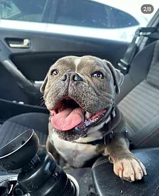 Photo of Pepper (American Bully) #image