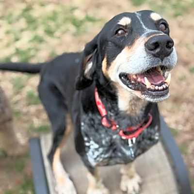 Photo of Droolious Caesar #image