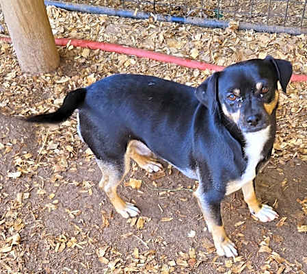Photo of Roscoe #image