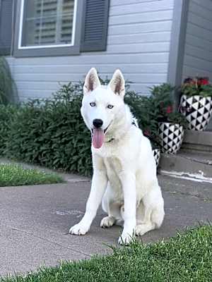 Photo of Aspen #image