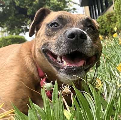 Photo of Biscuit #image