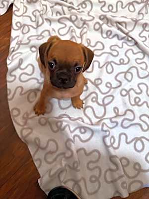 Photo of Macy #image