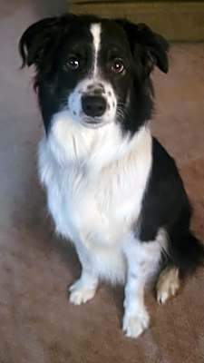 Photo of Odin #image