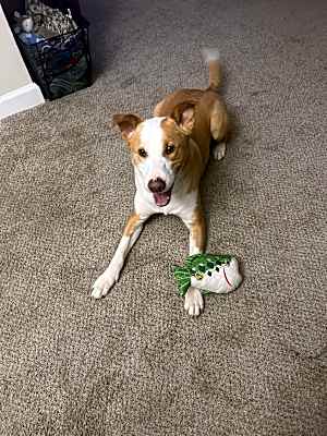 Photo of Cooper #image