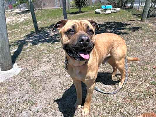 Photo of BUTCH #image